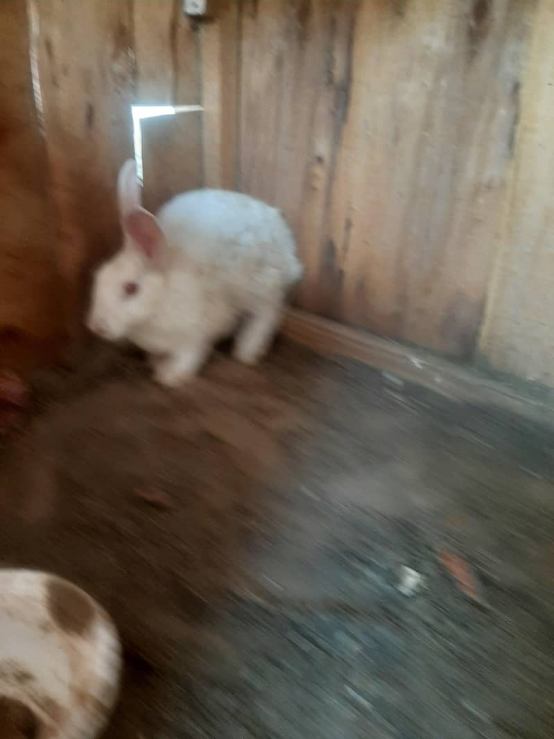 rabbit pair 0