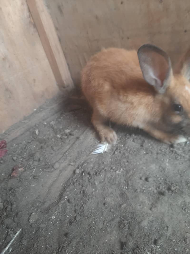 rabbit pair 1