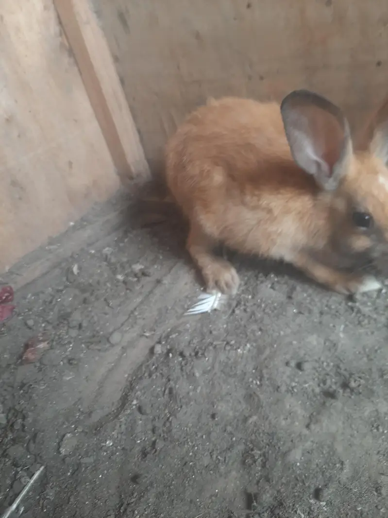 rabbit pair — photo 2