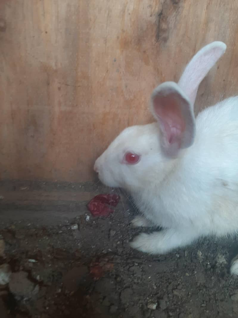 rabbit pair 2