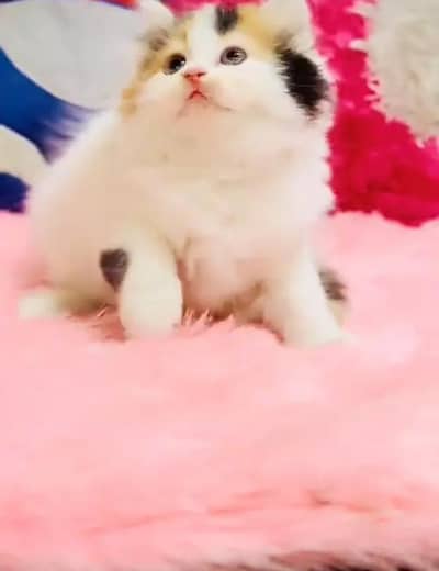 (Persian female kitten) (for sale all) (Pakistan delivery available)