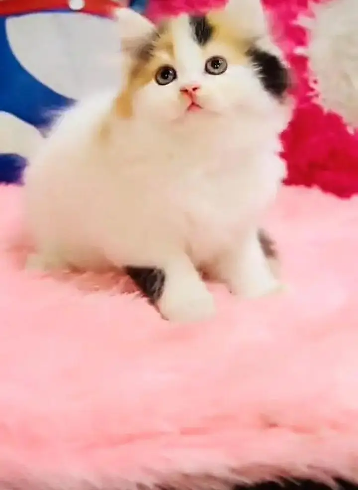 (Persian female kitten) (for sale all) (Pakistan delivery available) — photo 2