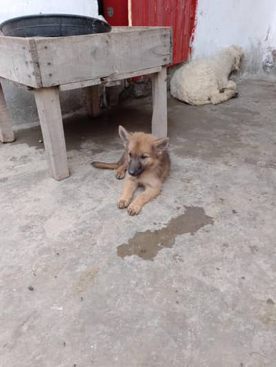 German shepherd bigyari female cross