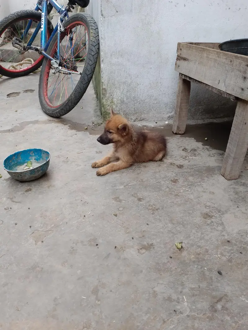 German shepherd bigyari female cross — photo 2