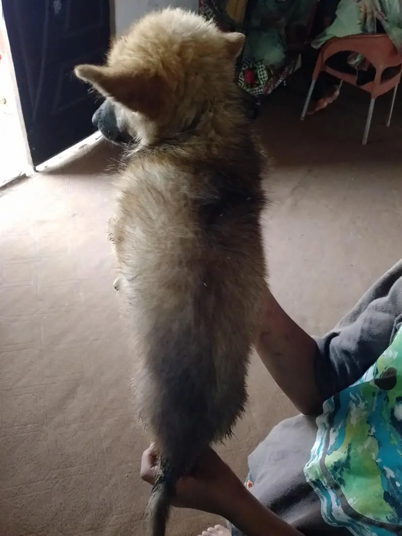 German shepherd bigyari female cross — photo 3
