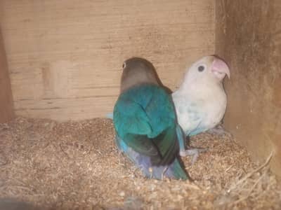 love bird breeder pair