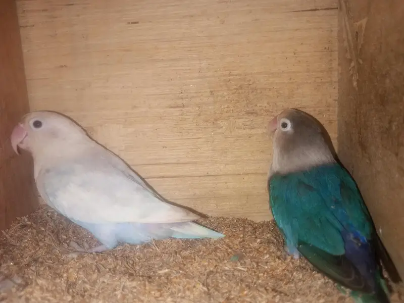 love bird breeder pair — photo 2