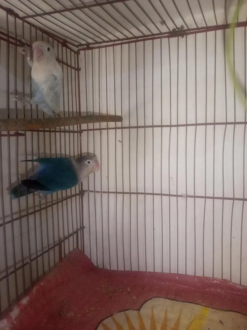 love bird breeder pair — photo 3