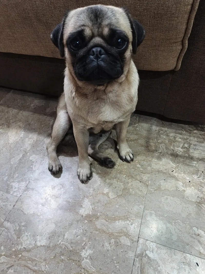 Breeder Female — photo 2