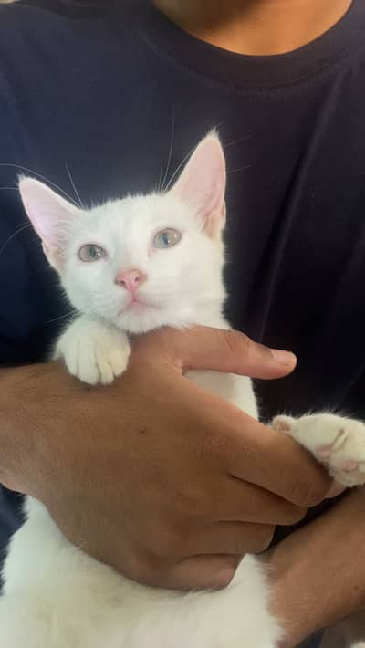 Cute Cat for Sale