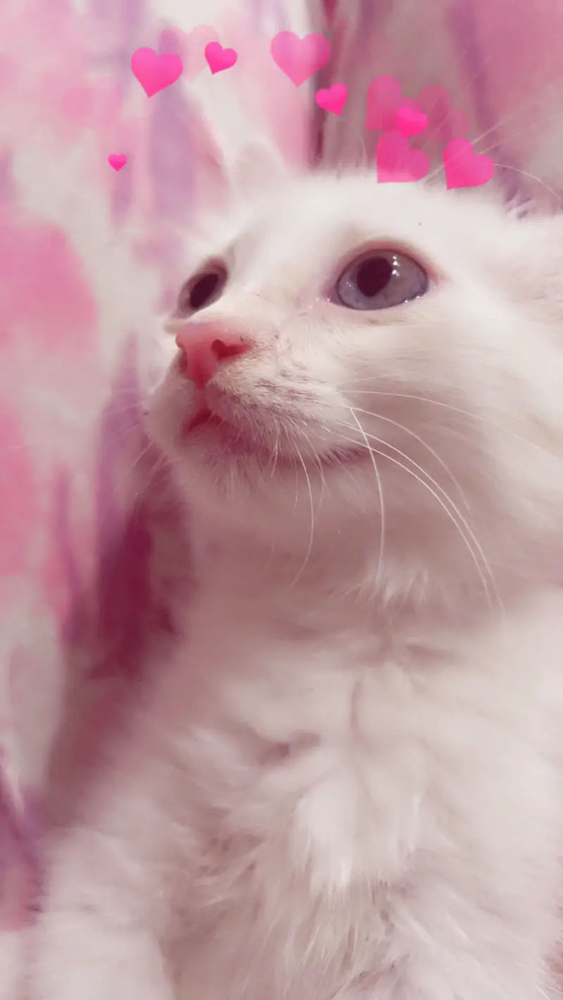 Cute Cat for Sale — photo 2