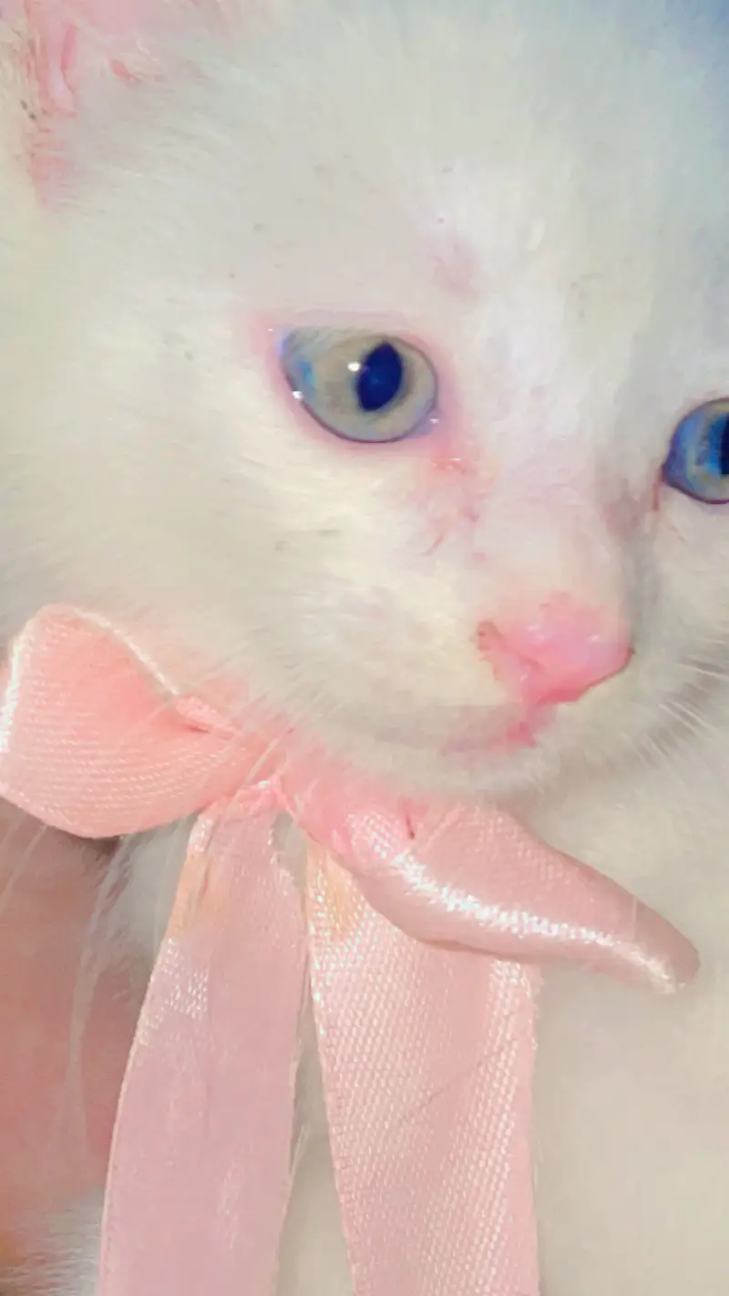 Cute Cat for Sale — photo 3