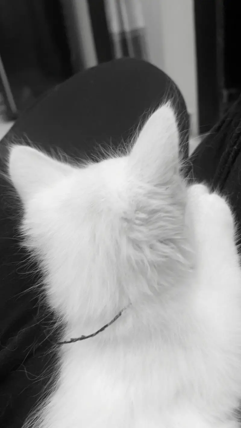 Cute Cat for Sale — photo 4