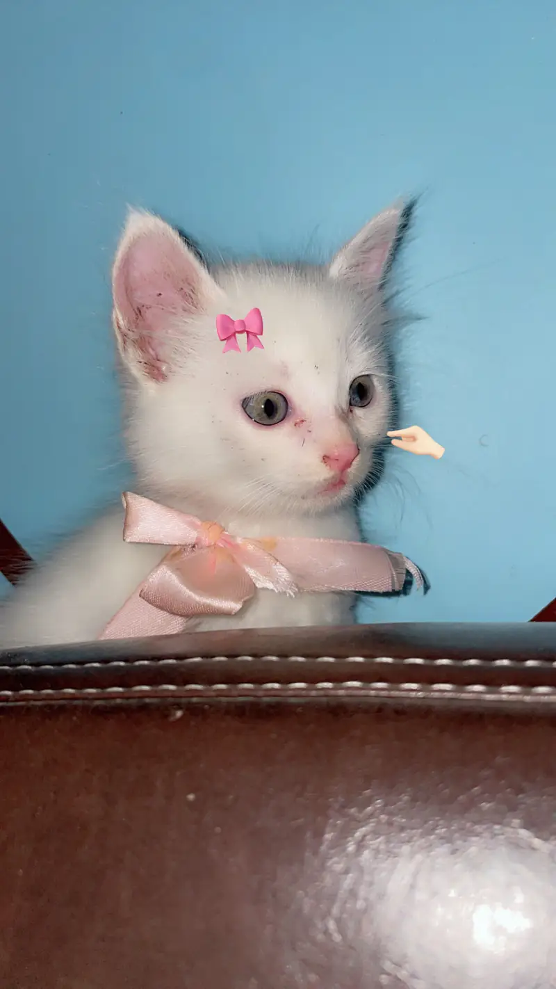 Cute Cat for Sale — photo 5