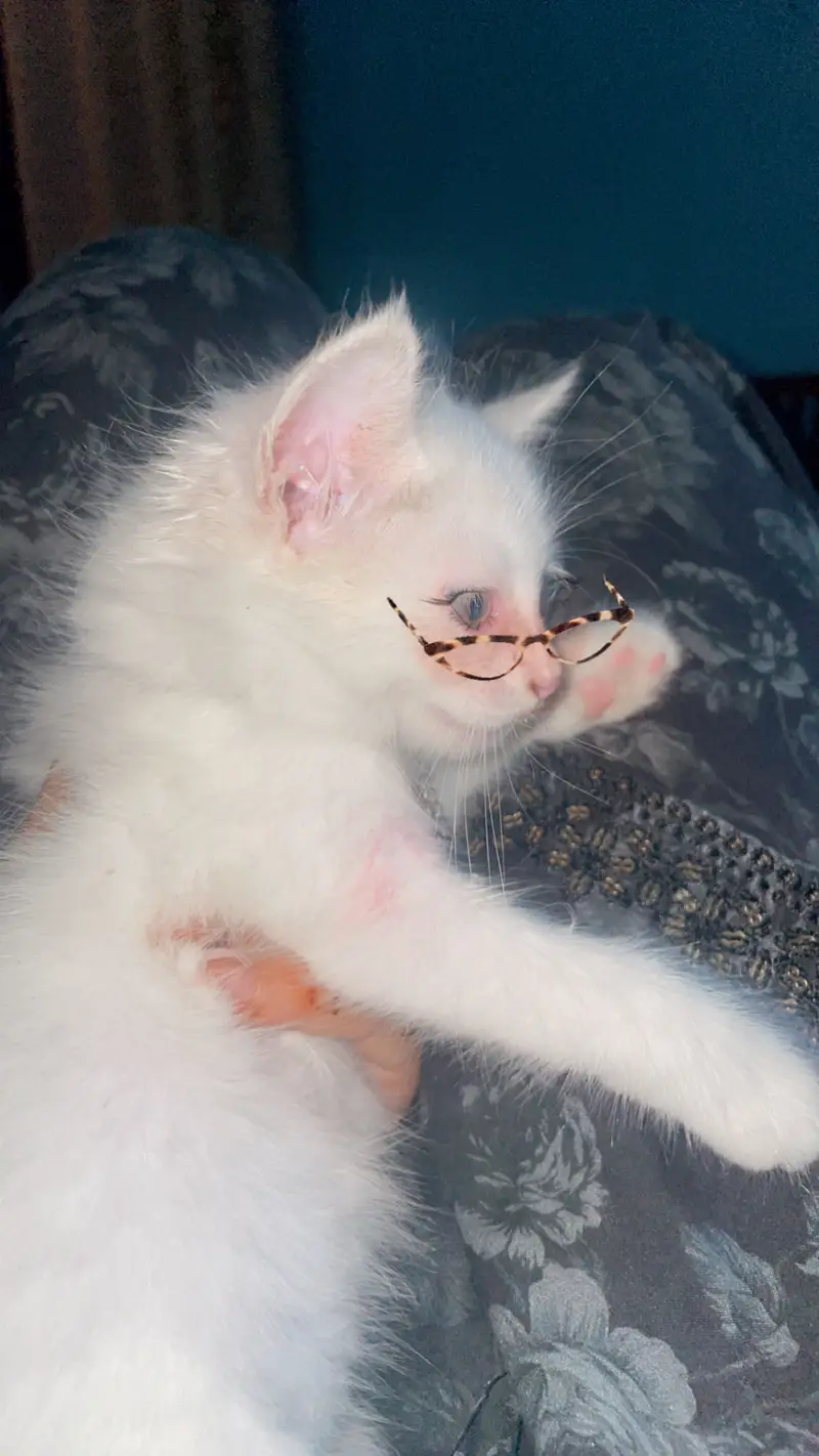 Cute Cat for Sale — photo 6