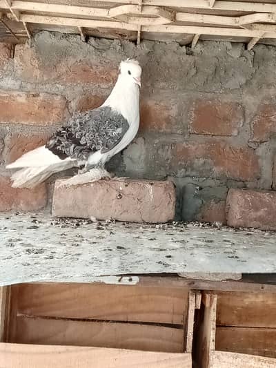 fancy pigeon for sale