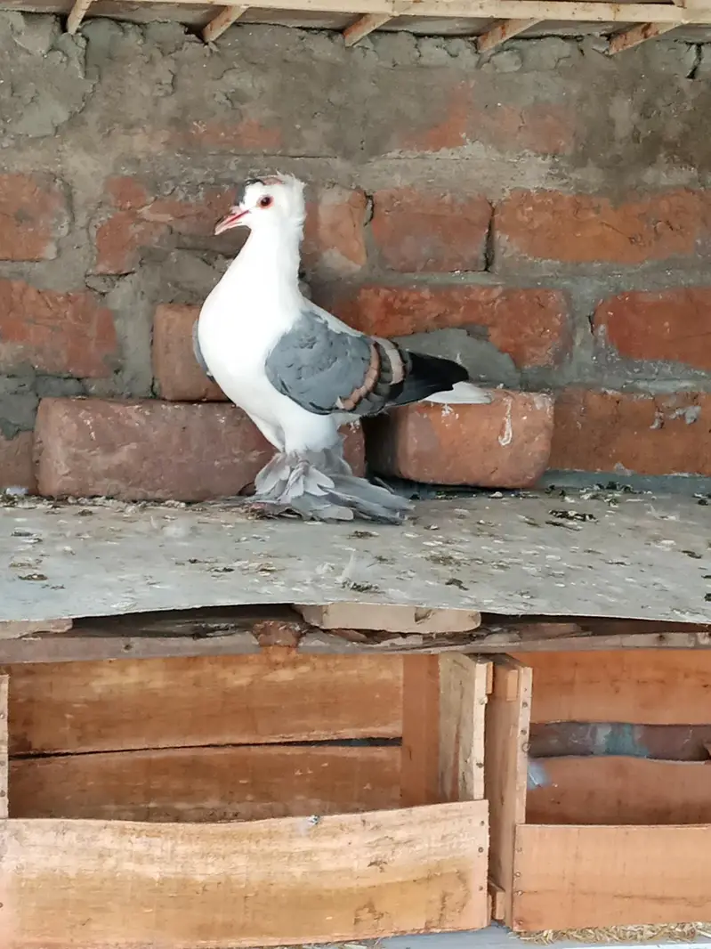 fancy pigeon for sale — photo 2
