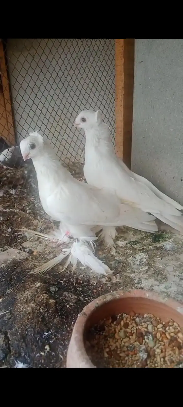 fancy pigeon for sale — photo 3