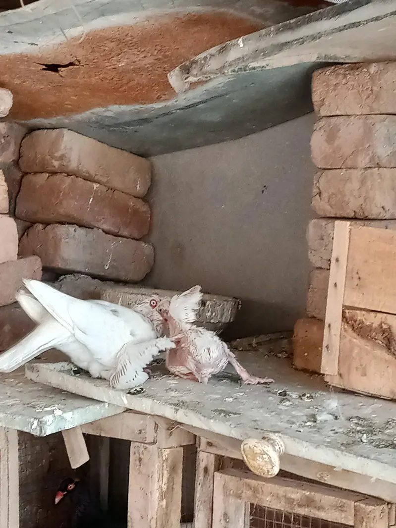fancy pigeon for sale — photo 4