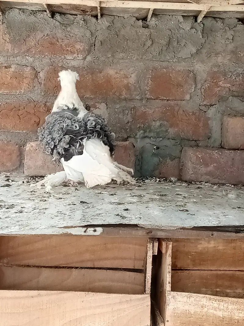 fancy pigeon for sale — photo 5