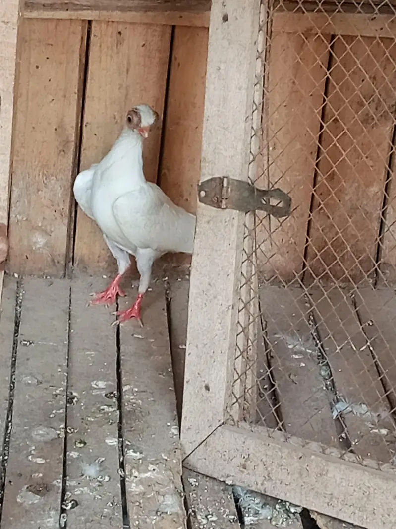 fancy pigeon for sale — photo 6