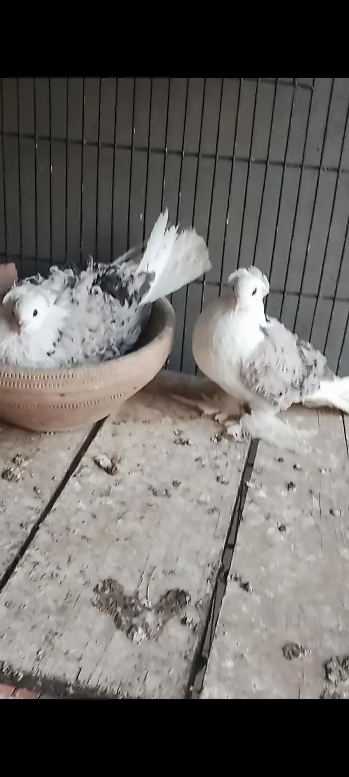 fancy pigeon for sale — photo 7
