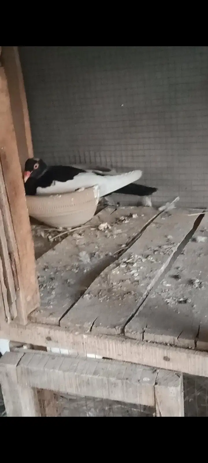 fancy pigeon for sale — photo 9