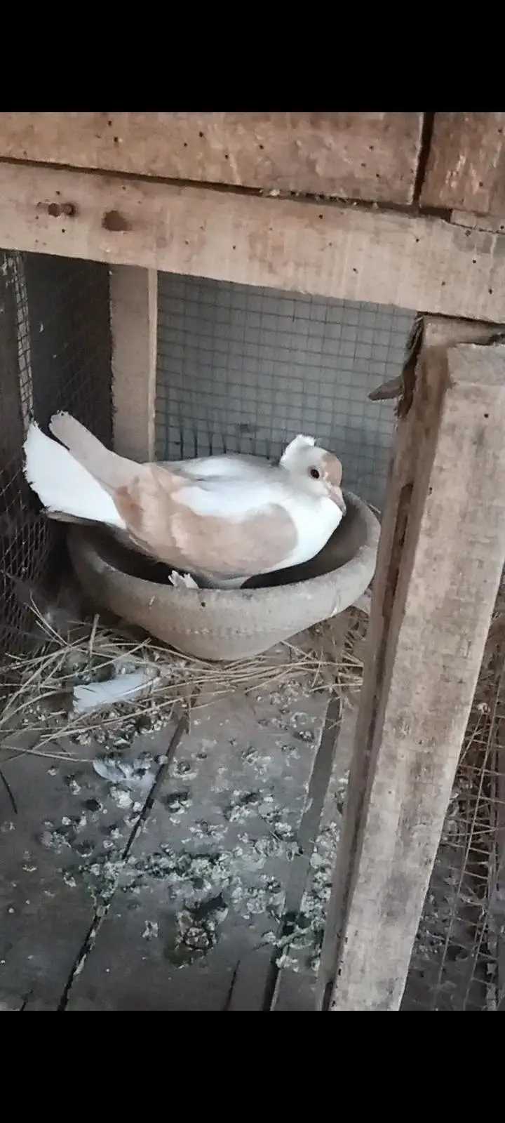 fancy pigeon for sale — photo 10