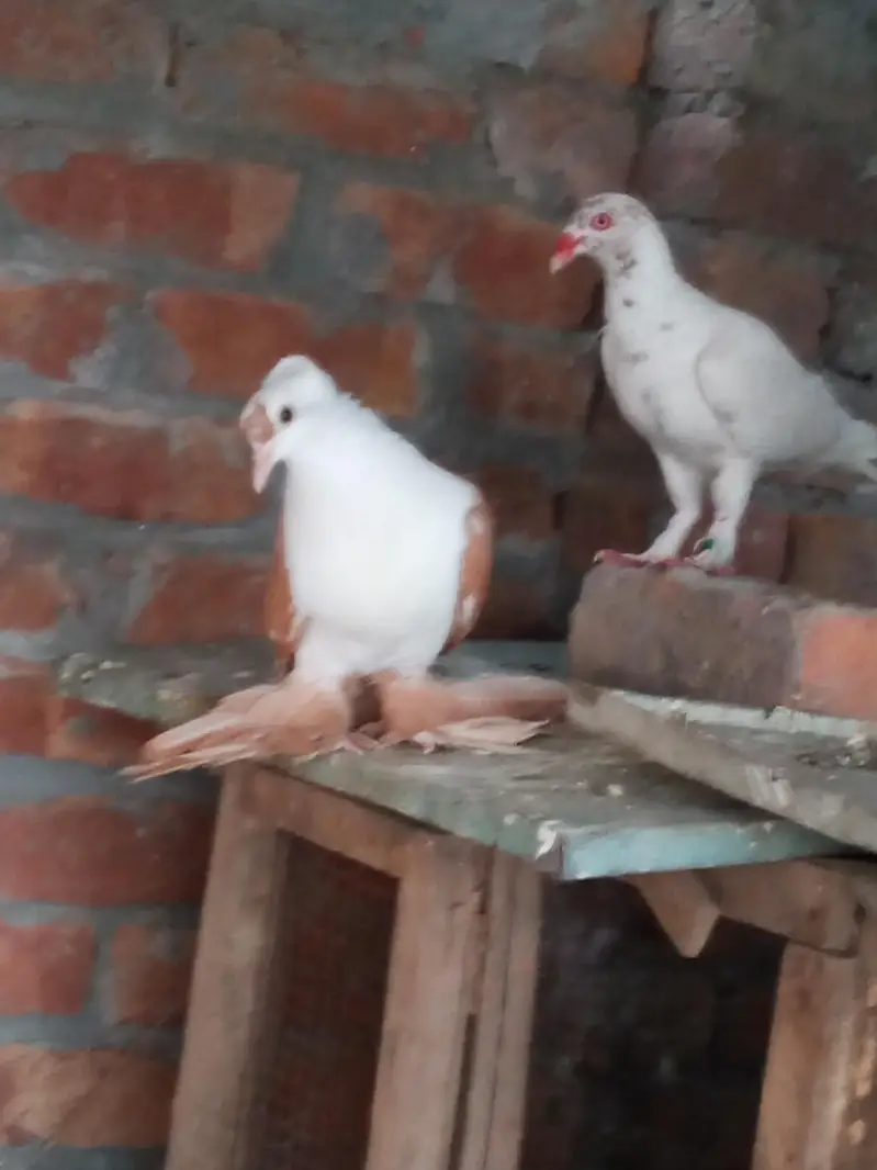 fancy pigeon for sale — photo 11
