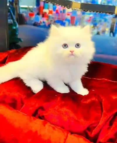 (Persian female kitten) (for sale all) (Pakistan delivery available)