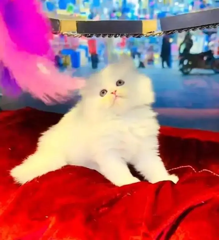 (Persian female kitten) (for sale all) (Pakistan delivery available) — photo 2
