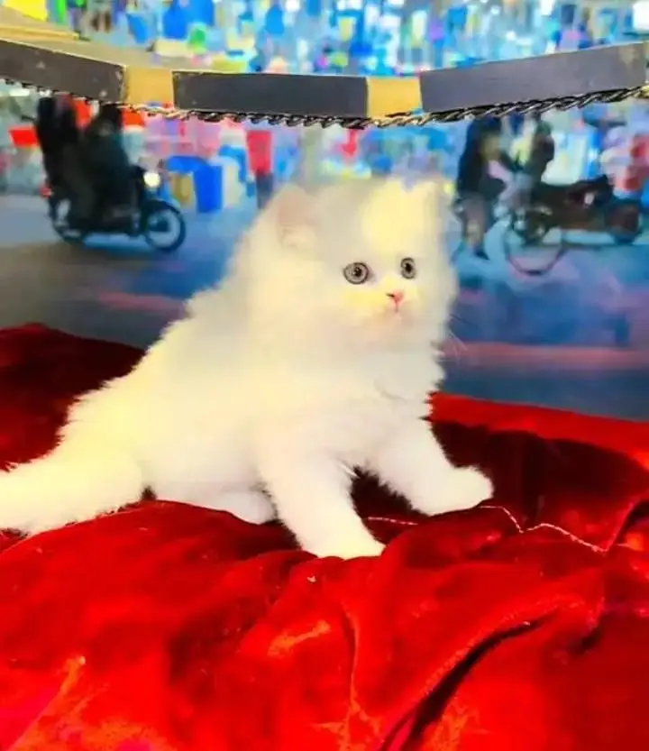 (Persian female kitten) (for sale all) (Pakistan delivery available) — photo 3