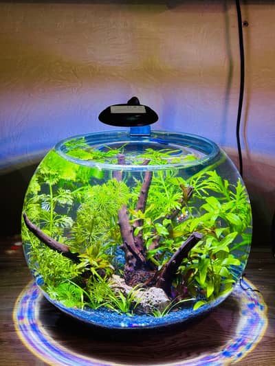 Aquaforest Aquarium