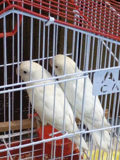 Australian parrots