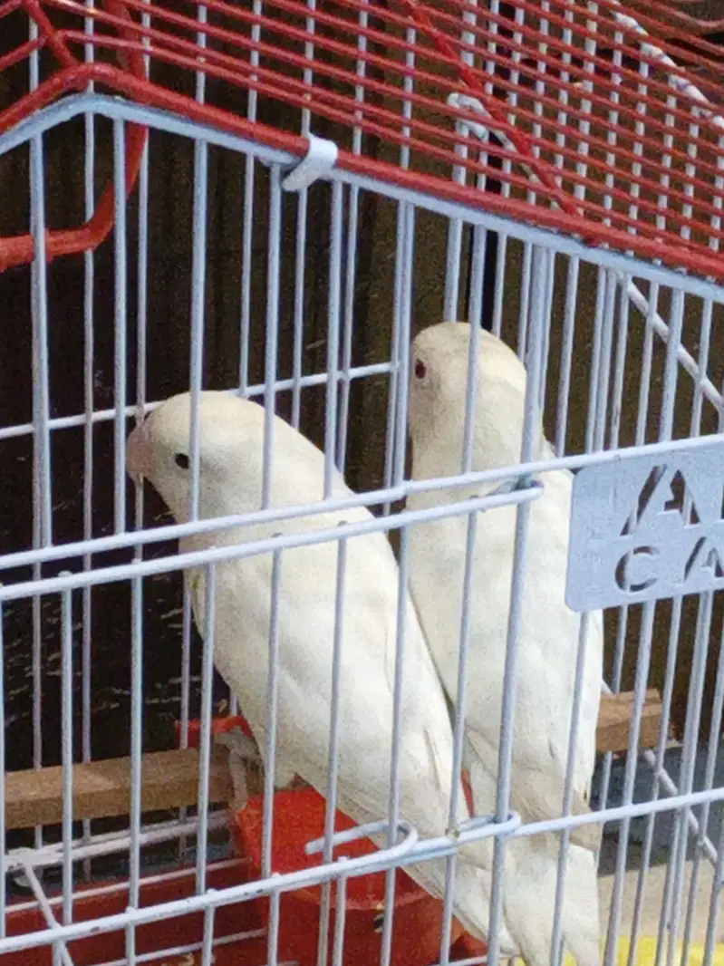 Australian parrots — photo 2