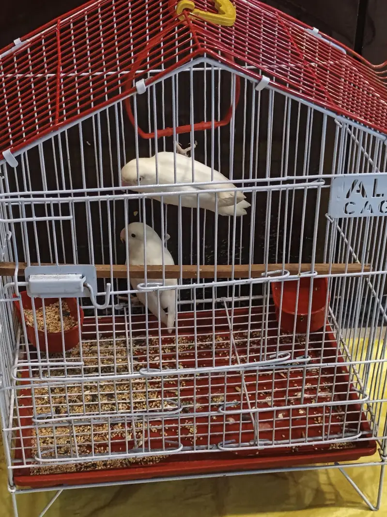 Australian parrots — photo 4