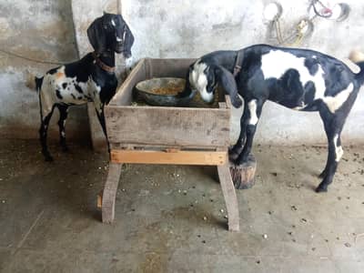 goat 2 female Desi dogli quality breed