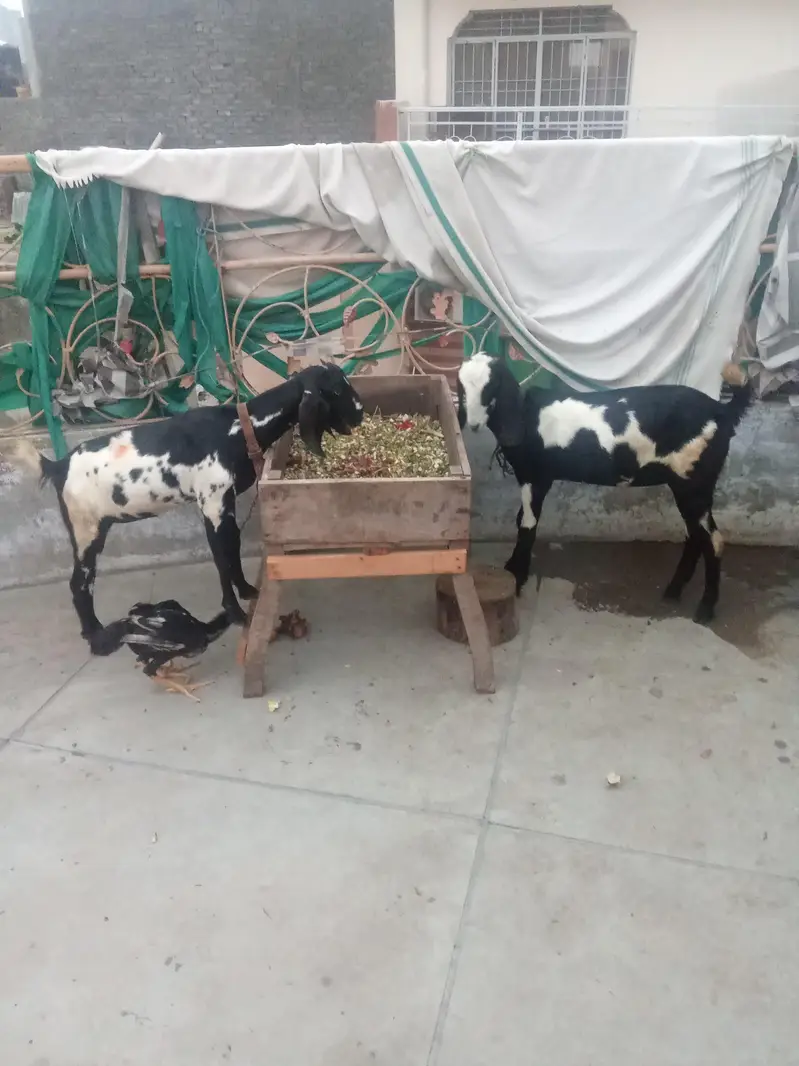 goat 2 female Desi dogli quality breed — photo 2