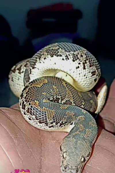 sandboa
