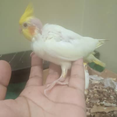 lutino cockatiechicksl (red eyes
