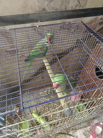 pair for sale