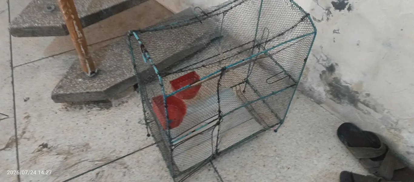 sapprow cage with stick — photo 2