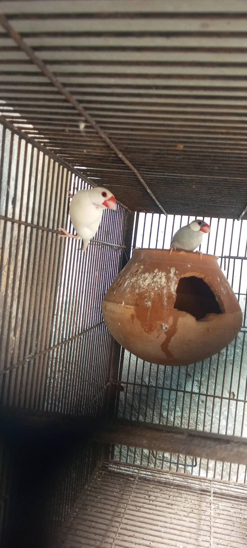 java breeder pair 0