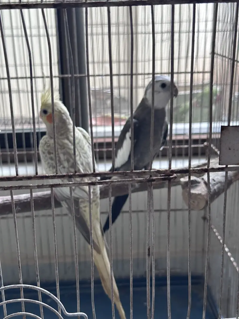 cockatiel ready to breed pair | cocktail pair — photo 4