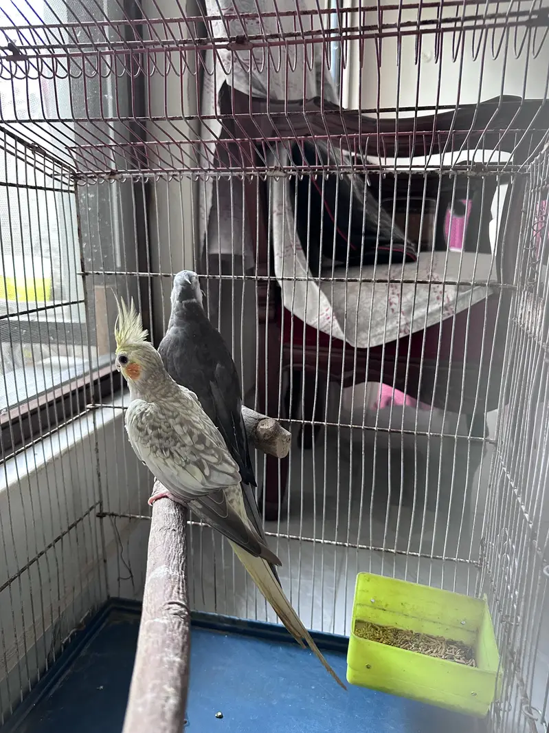 cockatiel ready to breed pair | cocktail pair — photo 2