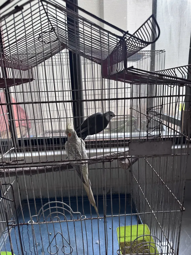 cockatiel ready to breed pair | cocktail pair — photo 3