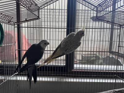 cockatiel ready to breed pair | cocktail pair