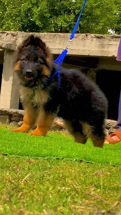 (German- shepherd) (puppies) (argent for sale) Whatsapp 03401430037