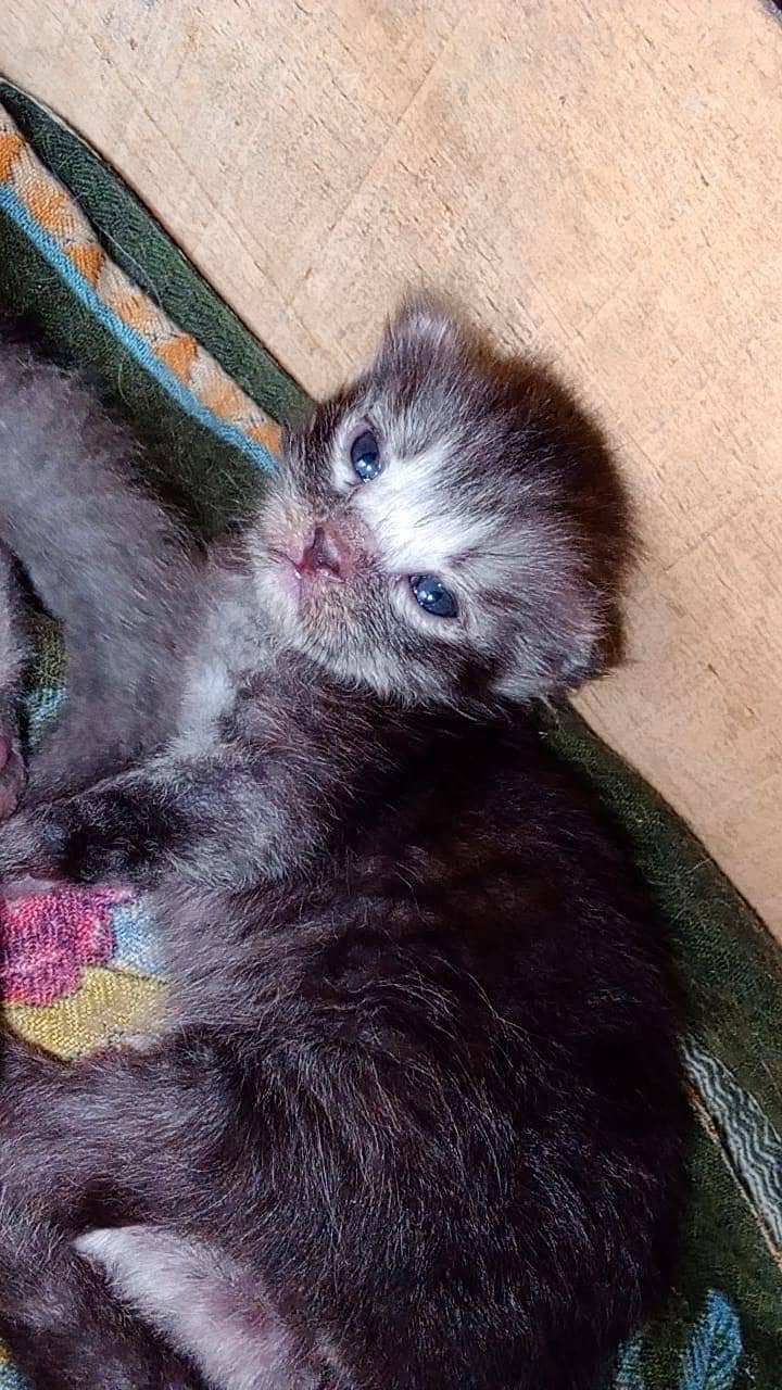 persian 2