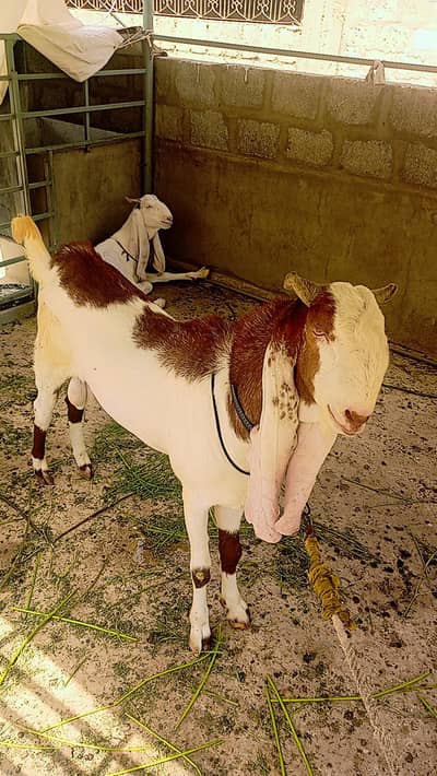 breeder bakra